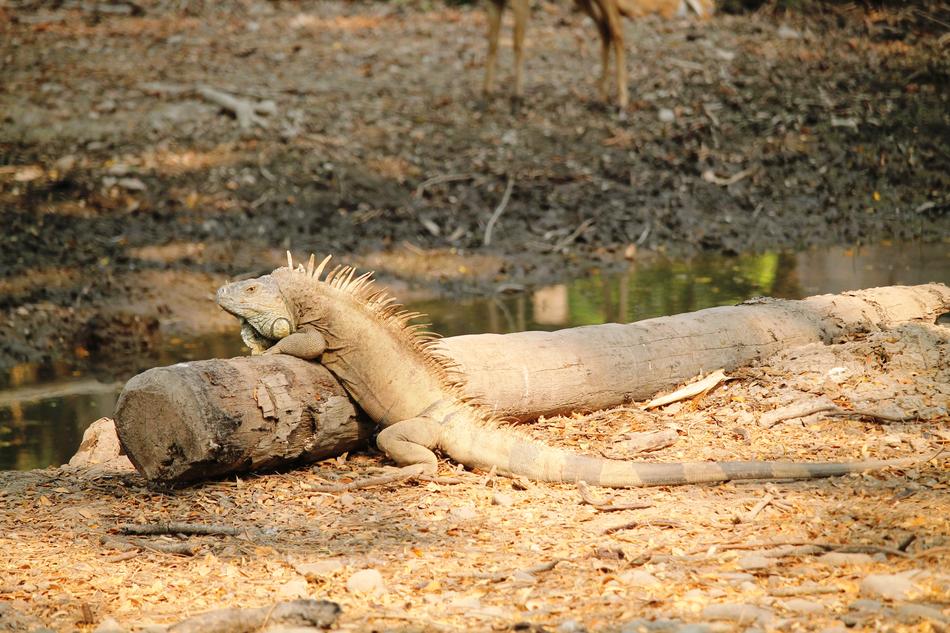 iguana lies on a log