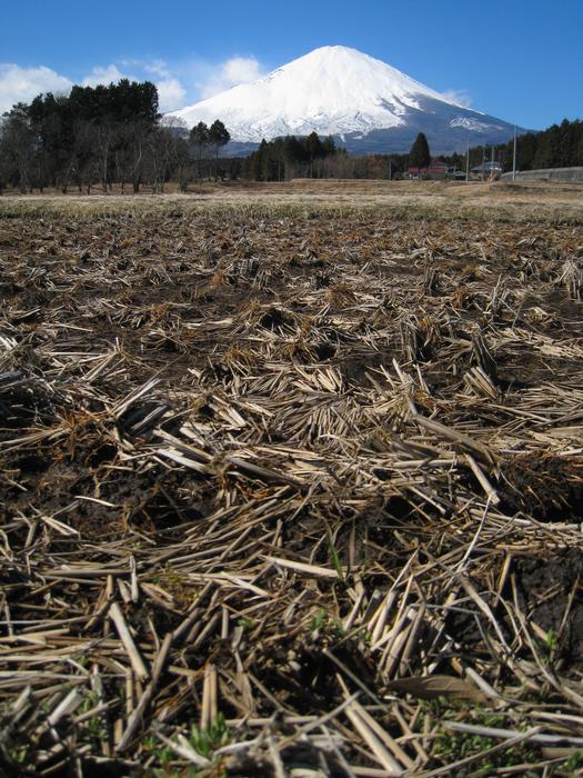 Mt Fuji Field Winter