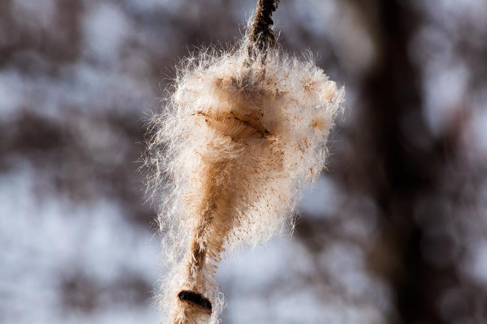 fluffy plant seeds