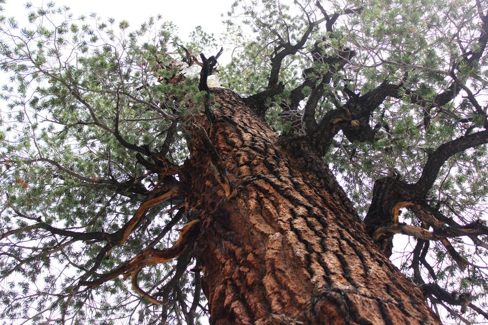 Tree Old Nature