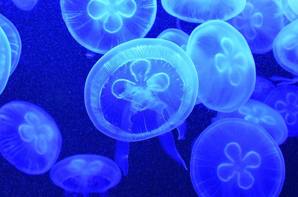 blue jellyfish in the ocean
