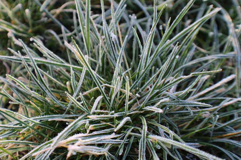 cold green grass