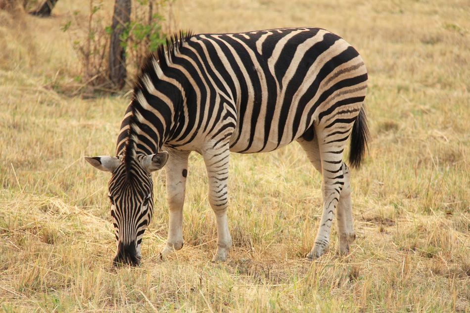 Zebra Exciting Adventure