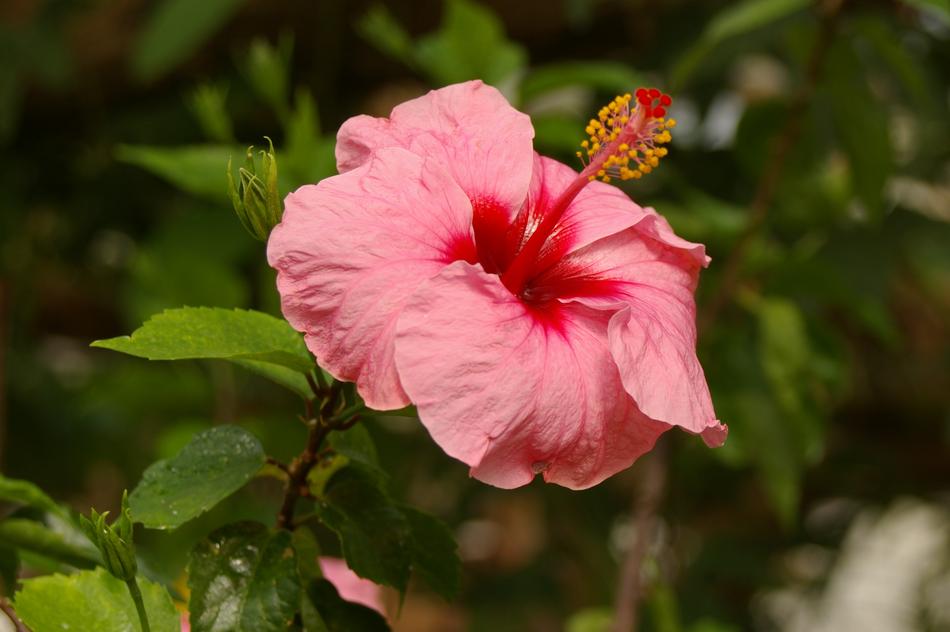 Exotic Bloom Tropical