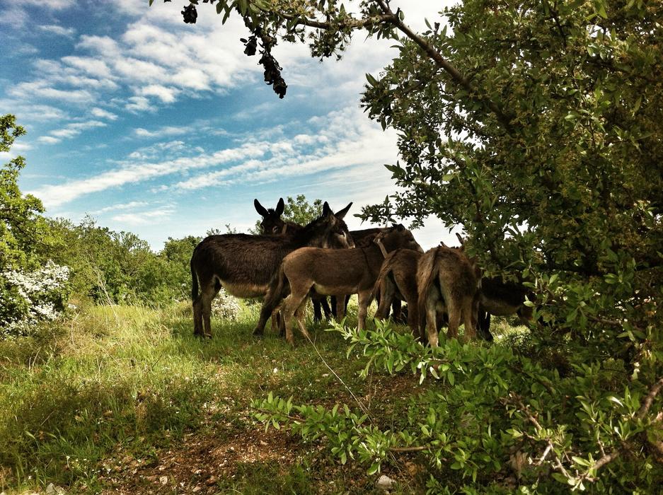 donkeys walk in the field