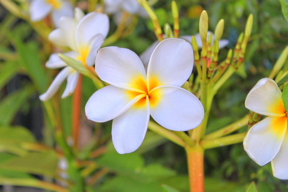Flower Leelawadee