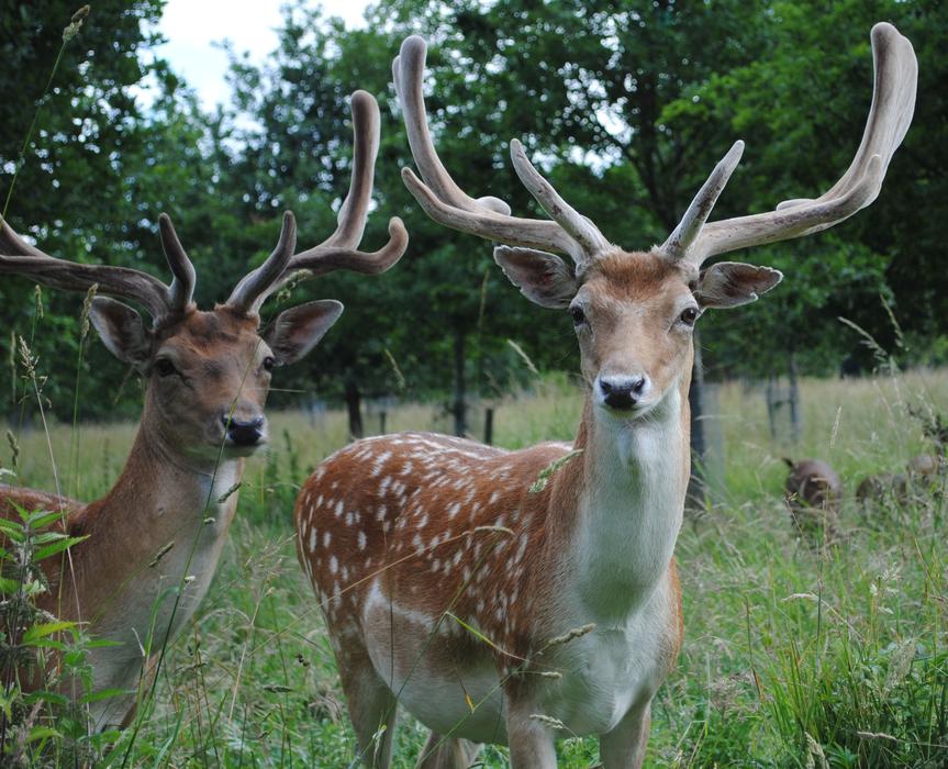 Deer Fallow