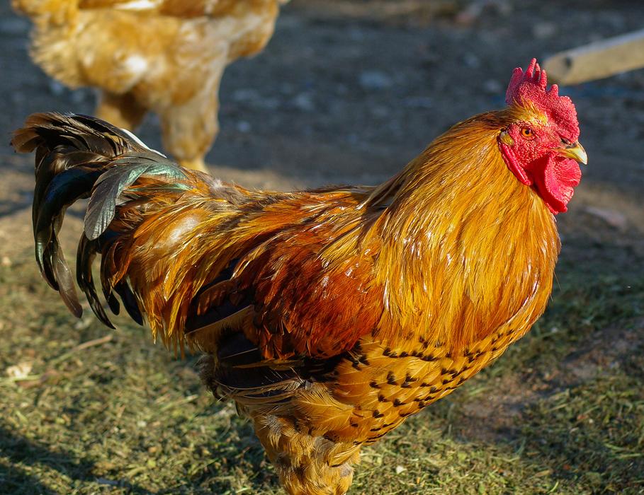 Low Court Cock Hen