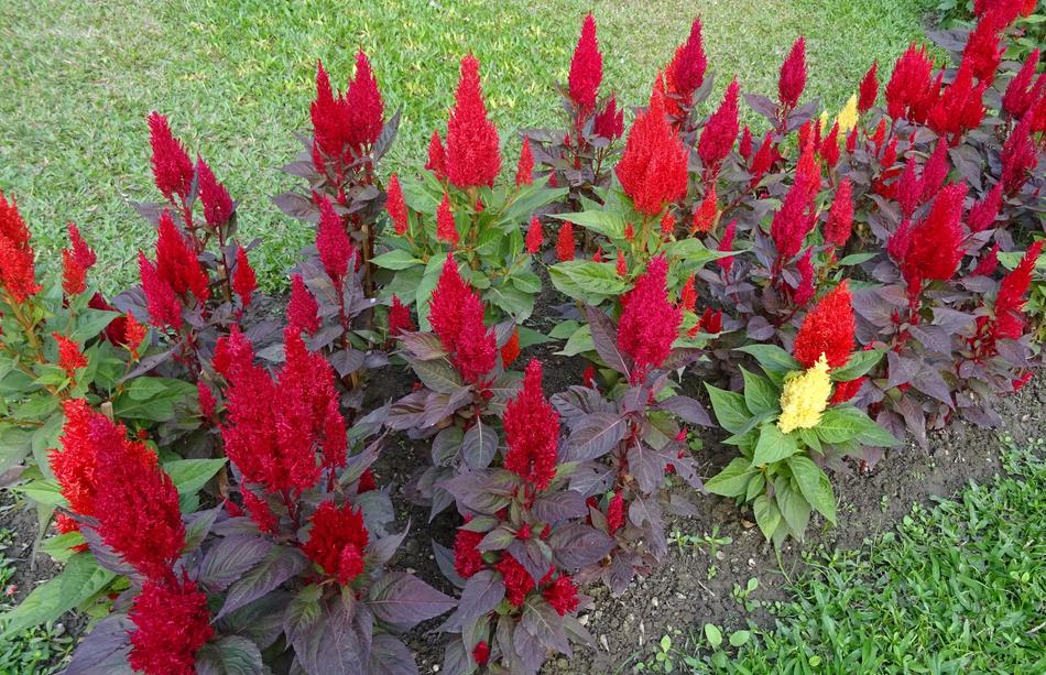 Cockscomb Flower Bed