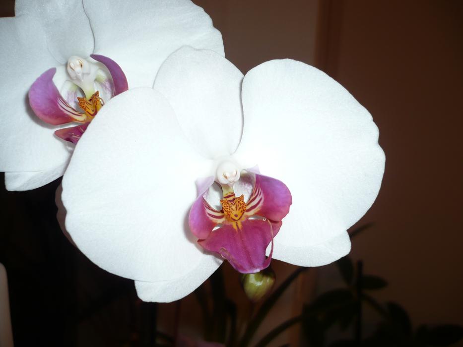 Flower Blossom Bloom