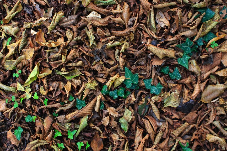 Autumn Carpet