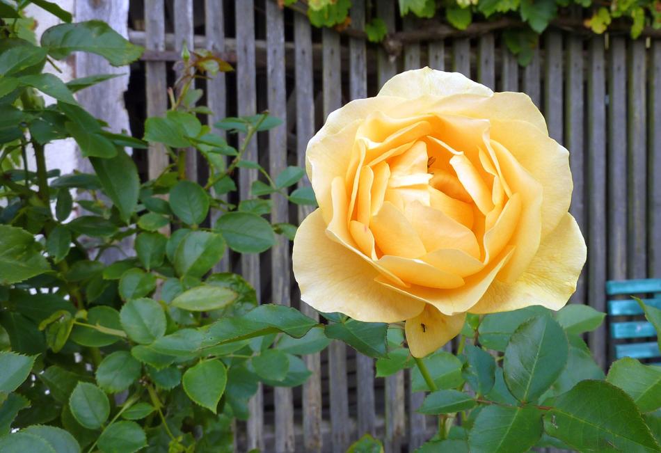 Rose Blossom Bloom
