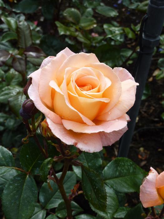 tea rose buds on the bush