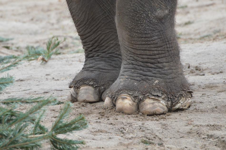 elephant feet on the beach