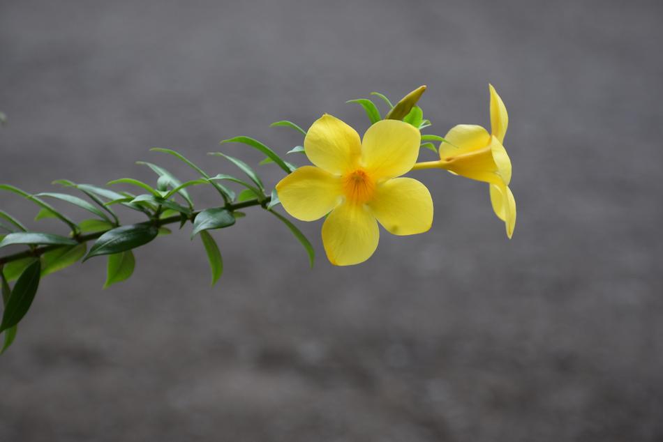 yellow flowers on a branch in the garden