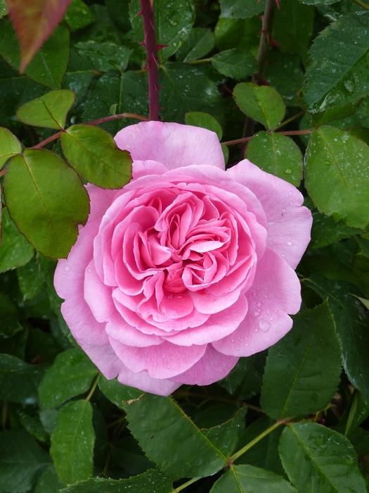 Rose Blossom Bloom