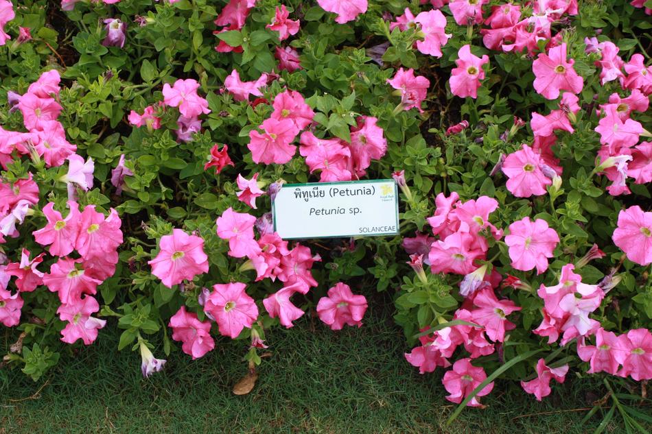 pink petunias on bushes
