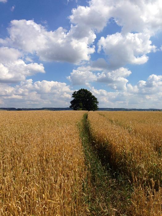 path in a wheat field