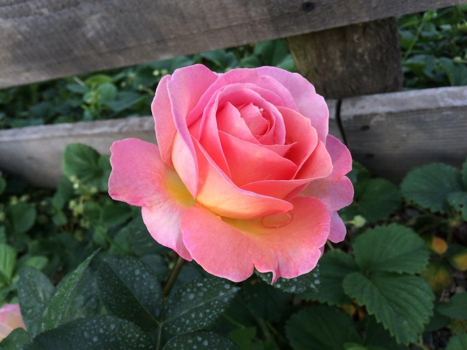 Rose Pink Blossom