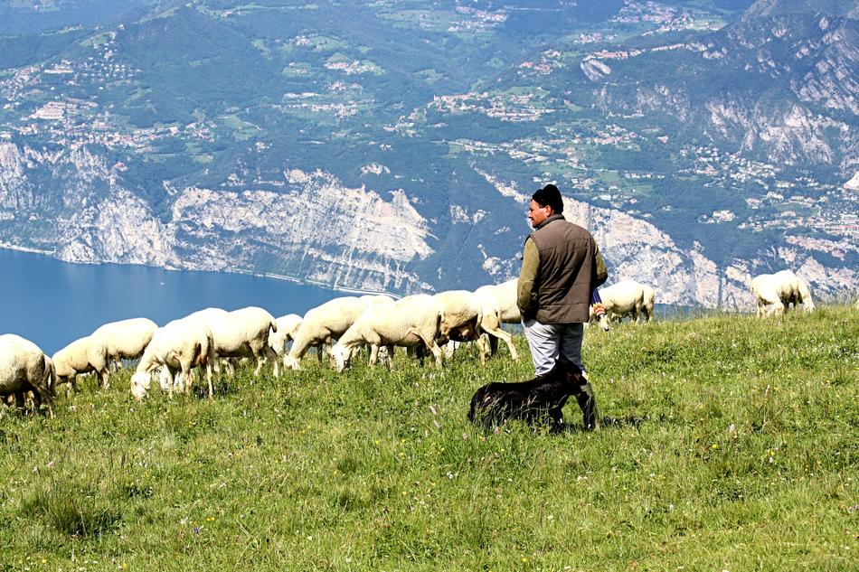 sheep go into the field