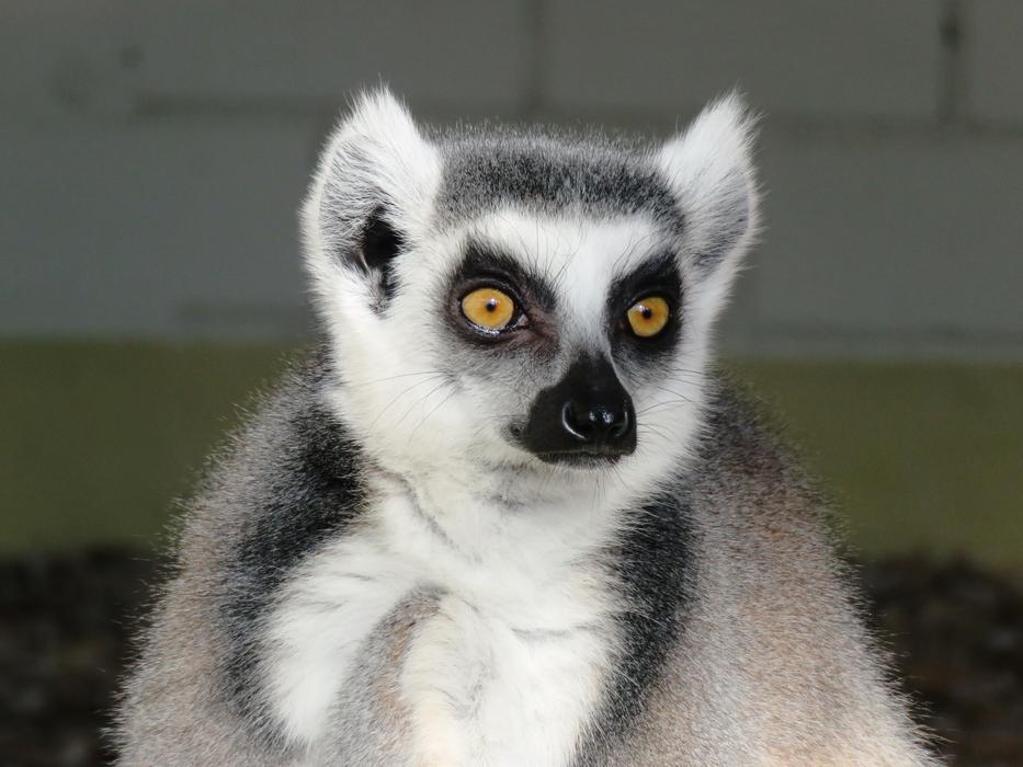 Lemur Monkey Ring Tailed