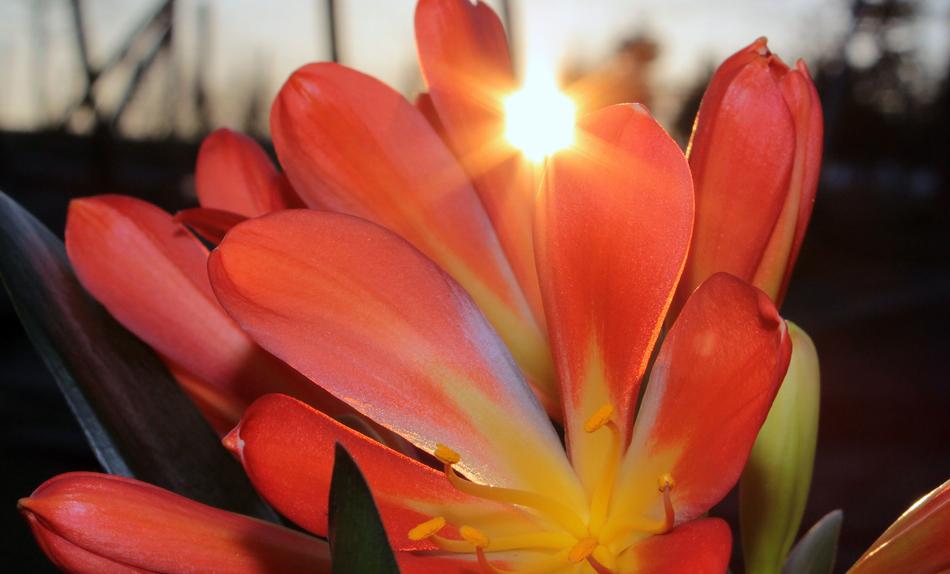 Clivia Belt Sheet Hybrid