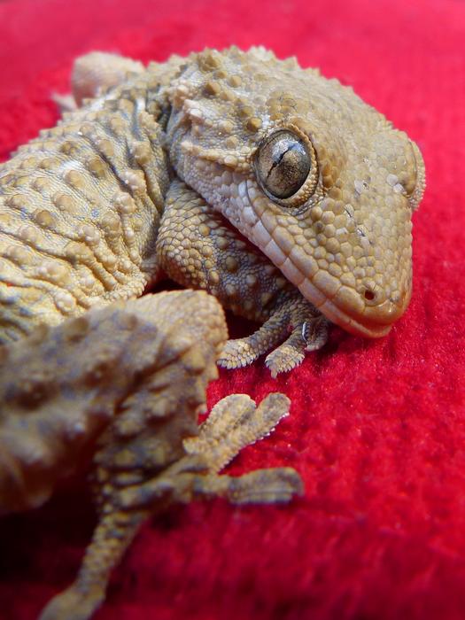 lying little dragon