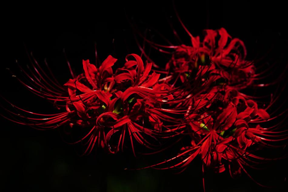 gorgeous flowers in the night