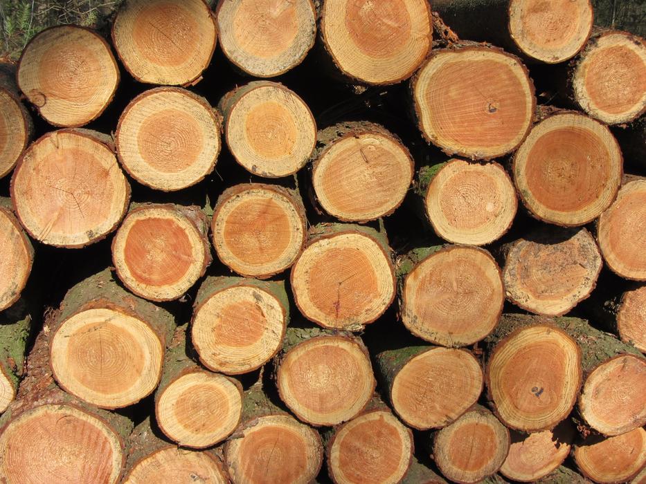 logging for winter