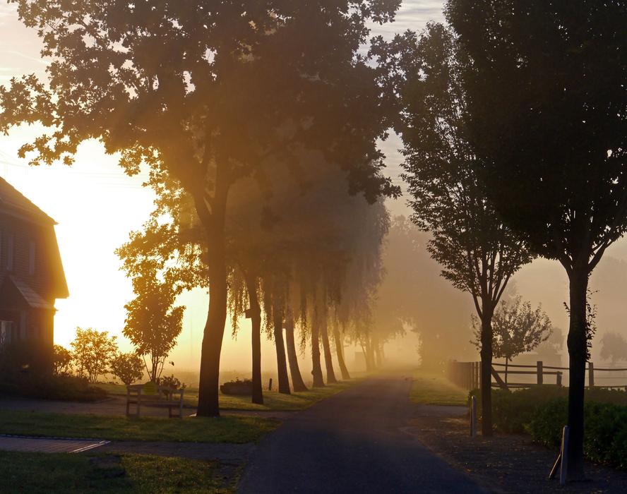Fog Ground Autumn