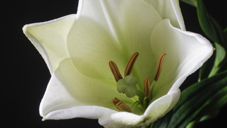 Flower Lily White