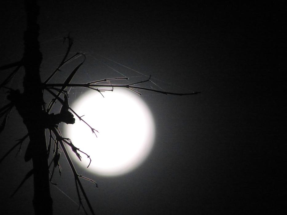 bright moon in the night