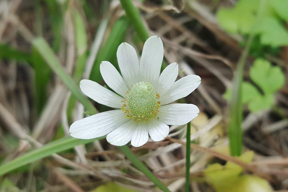 White-Sepaled Windflower