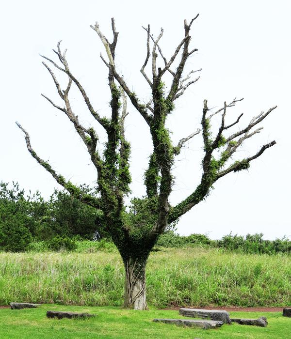 Wood Jeju Nature