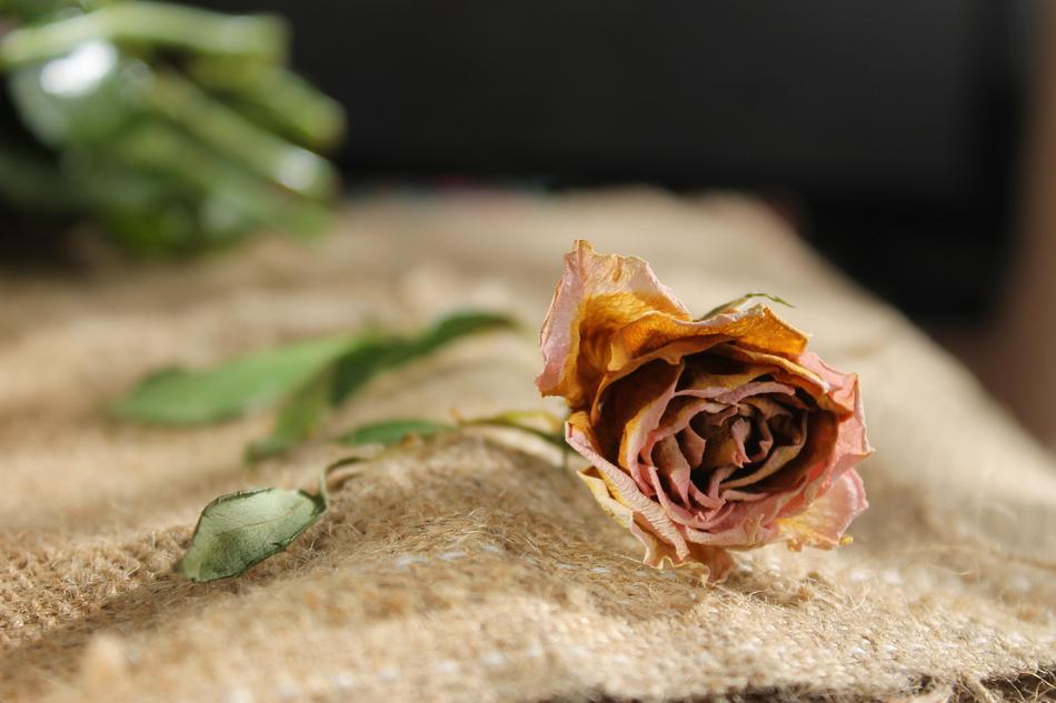 dried Flowers Rose