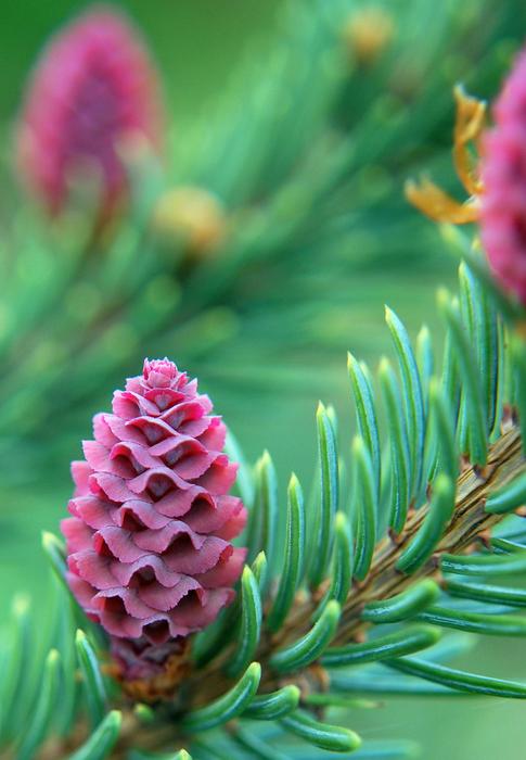 purple cones on the branches