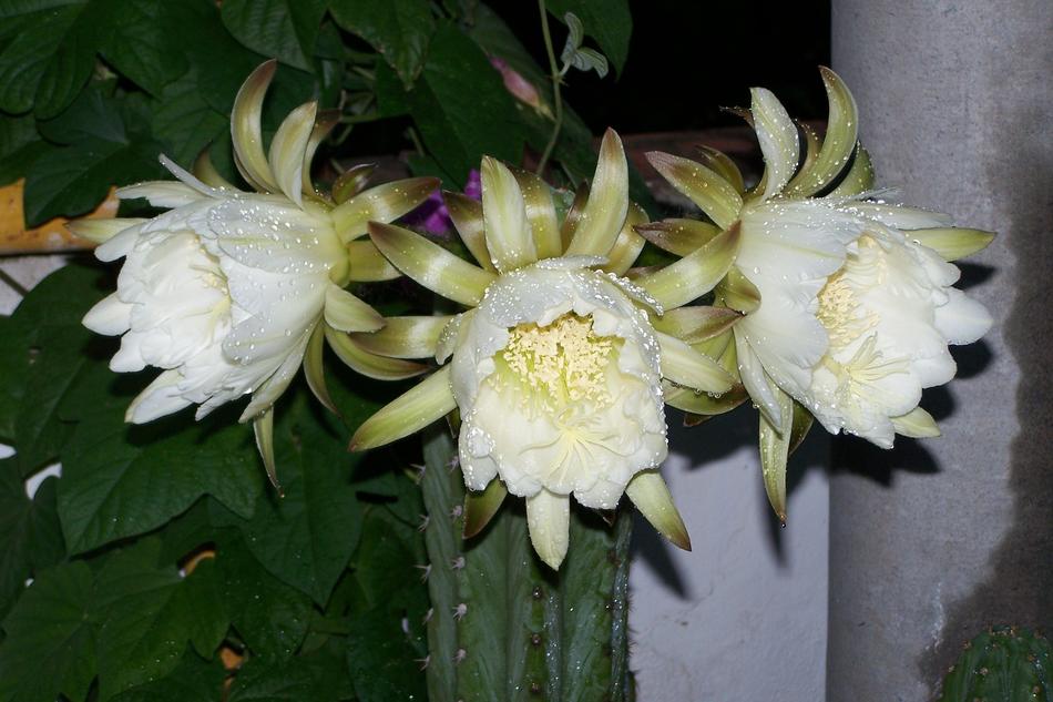 Cactus Peruvian Torch