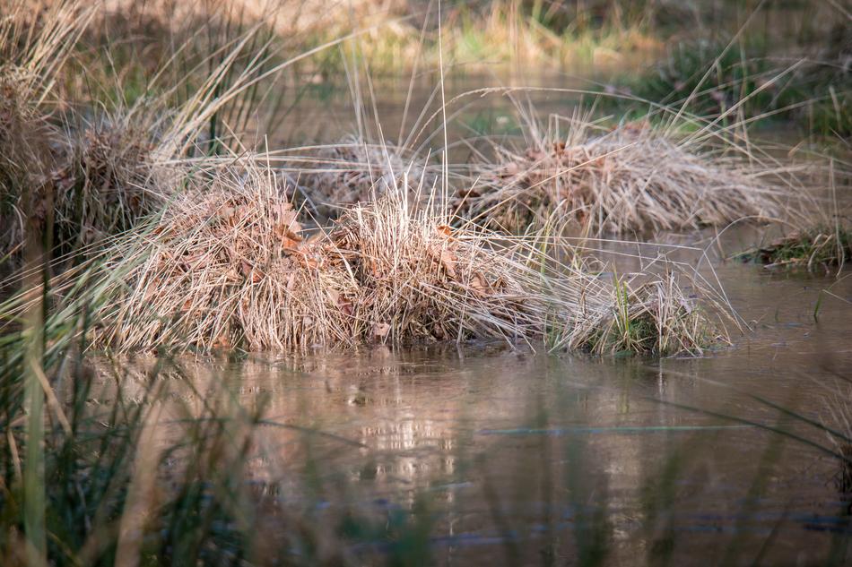 hay in the lake
