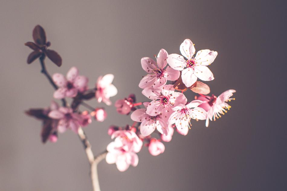 Spring Flowers Purple