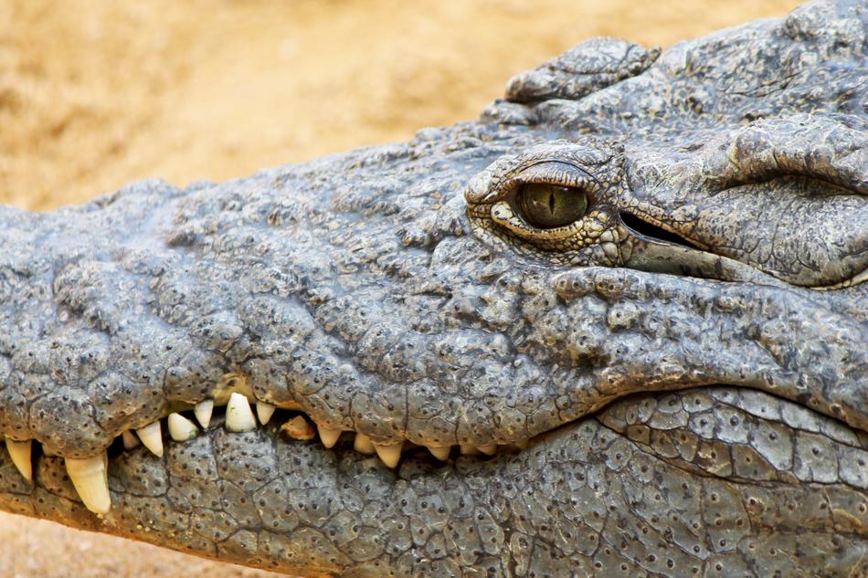 face of a dangerous crocodile