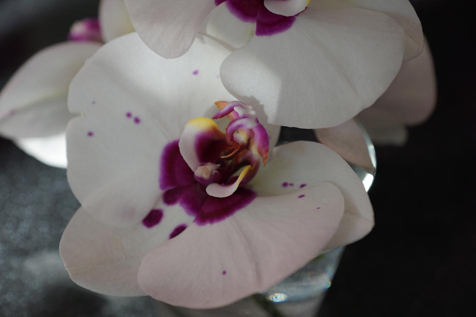 Orchid White Flower