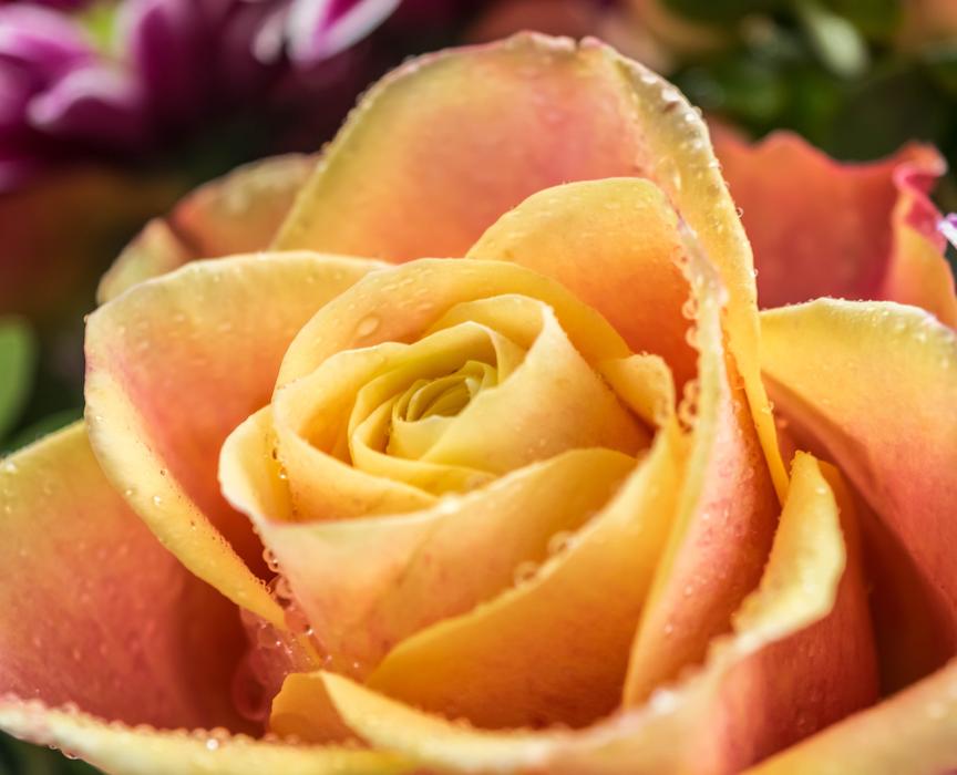 Rose Blossom Bloom