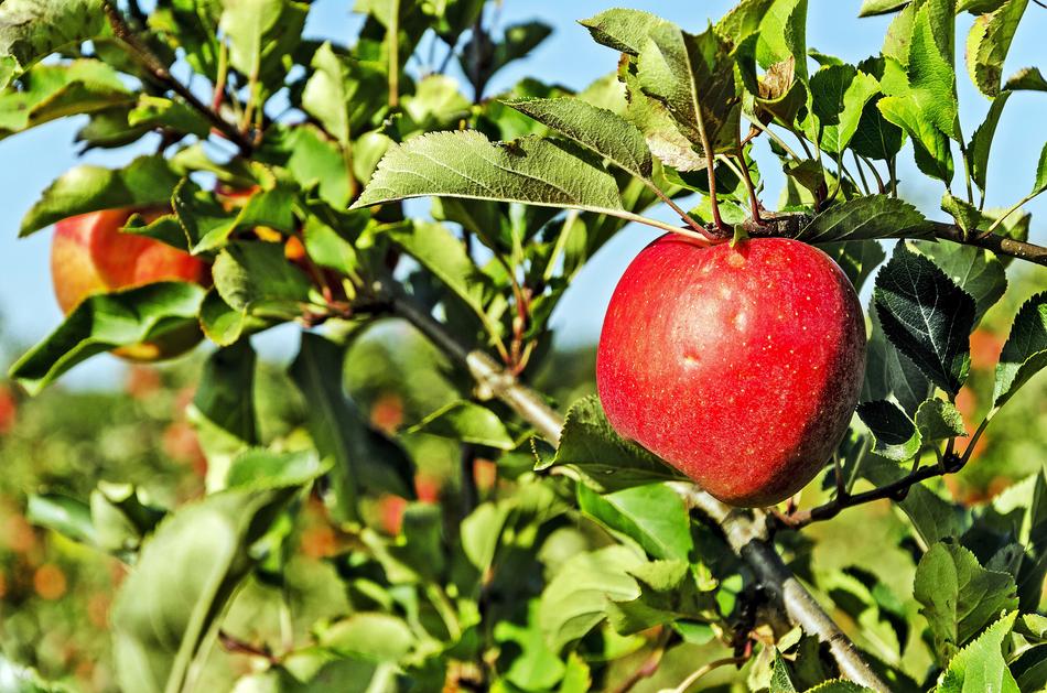 Poland Celejów Apple Orchard