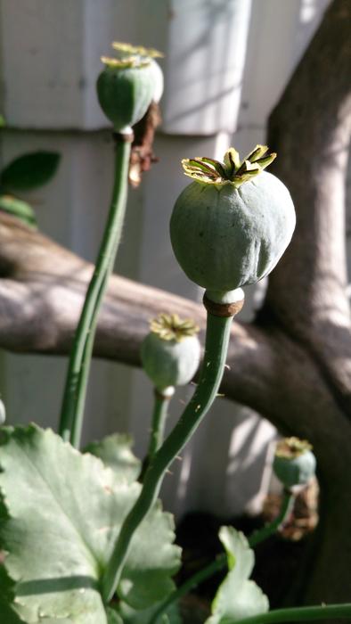 buds Flower Core