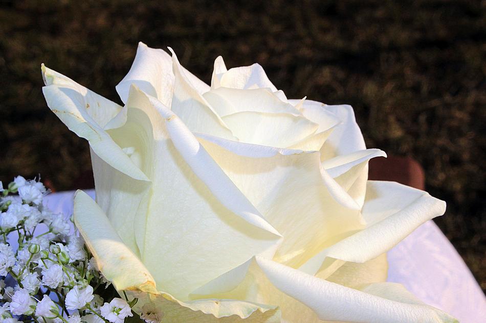 Rose White Blossom