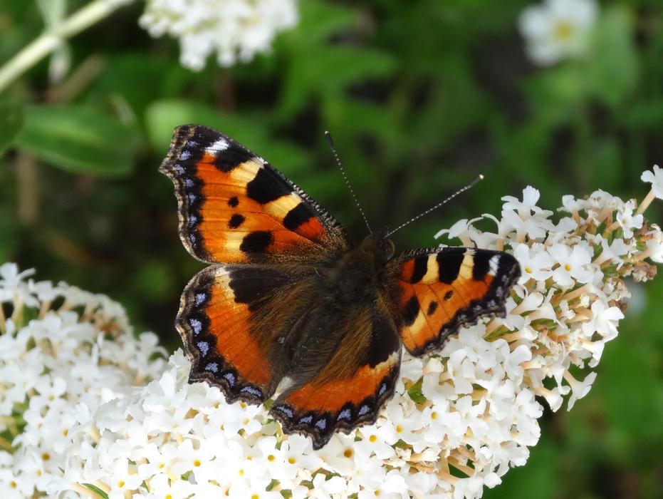 Nature Butterfly Insect