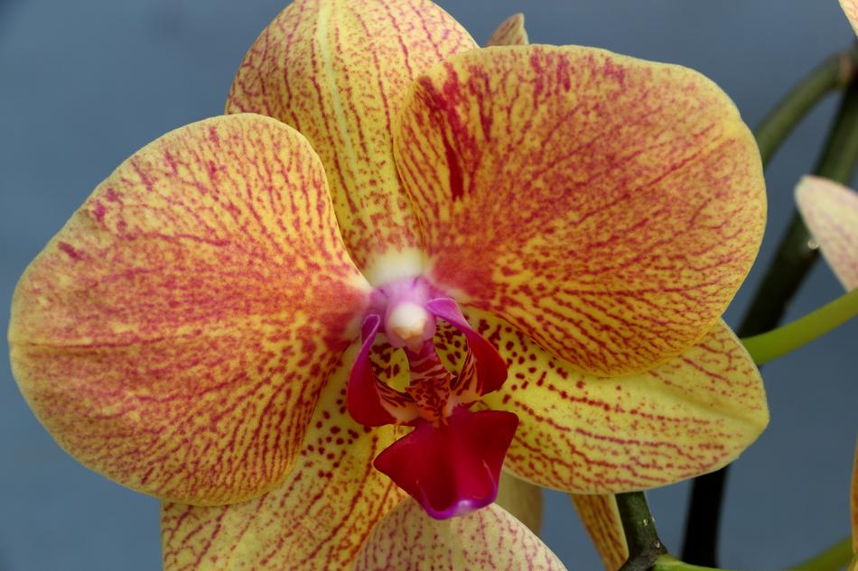 Orchid Flower Blossom