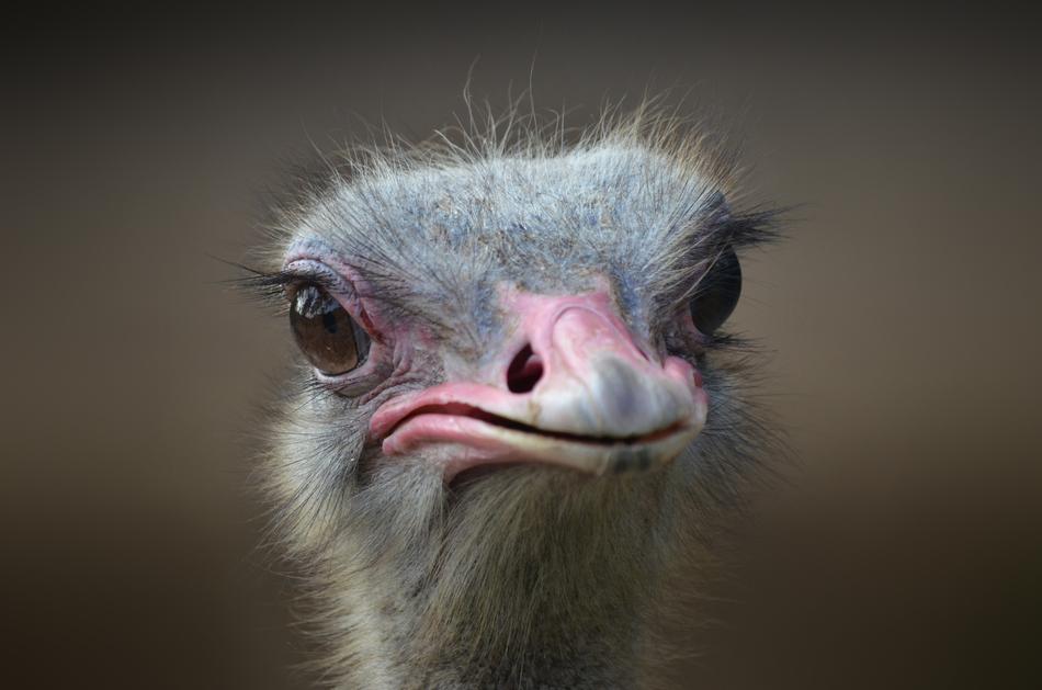 Ostrich Bird Portrait