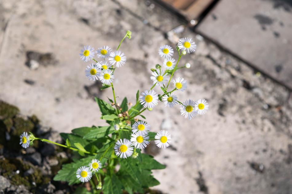 Flowers Landscape Gil