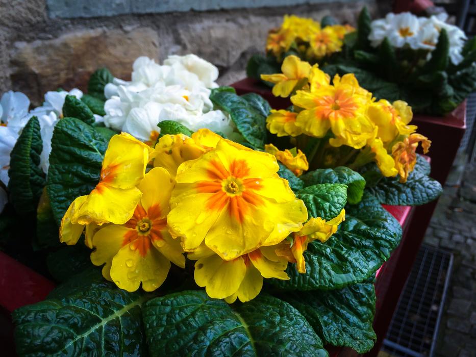 Primroses Arrangement Blossom